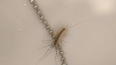 Scutigera coleoptrata