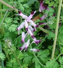 Fumaria bastardii