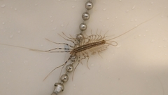 Scutigera coleoptrata