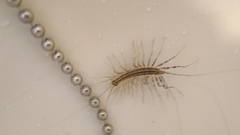 Scutigera coleoptrata