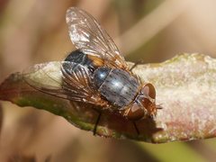 Calliphora augur