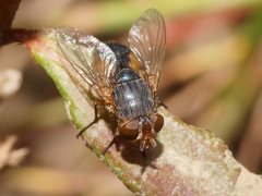 Calliphora augur