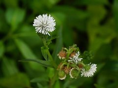 Gymnocoronis spilanthoides