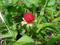 Potentilla hebiichigo