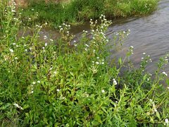 Gymnocoronis spilanthoides