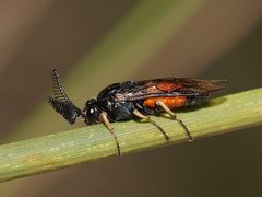 Lophyrotoma analis