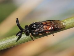Lophyrotoma analis