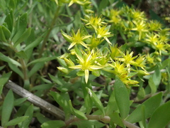 Sedum sarmentosum