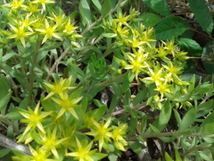 Sedum sarmentosum