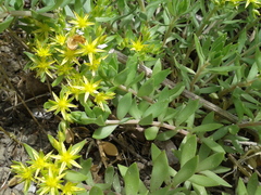 Sedum sarmentosum