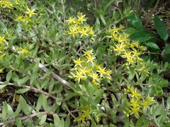 Sedum sarmentosum