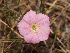 Convolvulus angustissimus