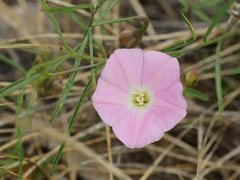 Convolvulus angustissimus