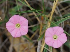 Convolvulus angustissimus