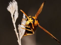 Anterhynchium nigrocinctum