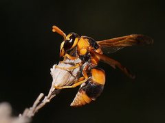 Anterhynchium nigrocinctum