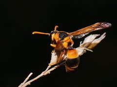 Anterhynchium nigrocinctum