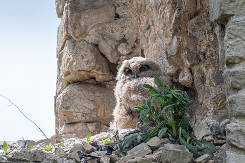 Búho real (Bubo bubo)