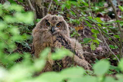 Búho real (Bubo bubo)