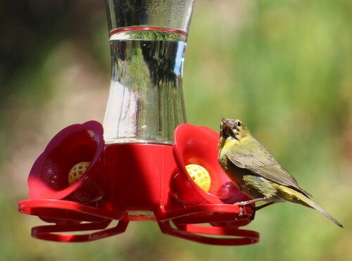 Orange-crowned Warbler