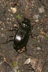 Pterostichus oblongopunctatus