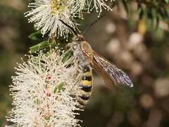 Radumeris tasmaniensis