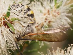 Radumeris tasmaniensis