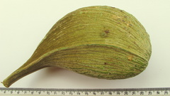 Aspidosperma spruceanum