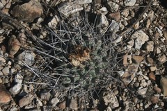 Thelocactus rinconensis rinconensis
