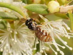 Exoneurella eremophila