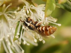 Exoneurella eremophila