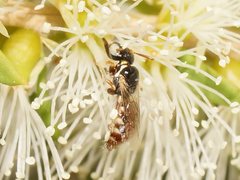 Exoneurella eremophila