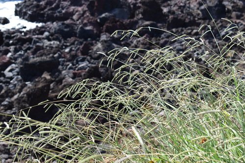 Image of Paspalum scrobiculatum by (c) Patricio Novoa, some rights reserved (CC BY)