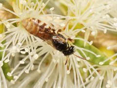 Exoneurella eremophila