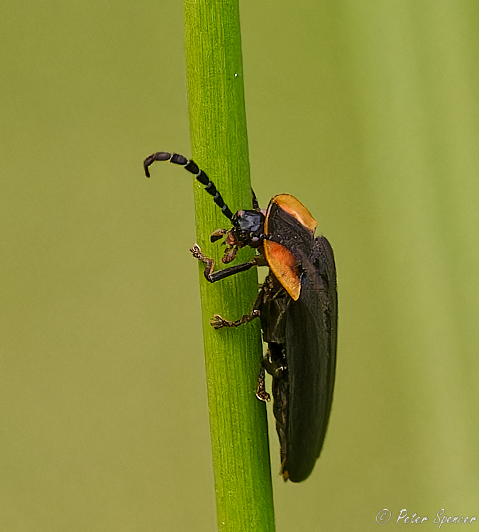 Black Firefly from Kenora District, ON, Canada on June 13, 2023 at 08: ...