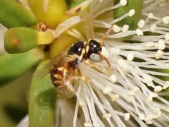 Exoneurella eremophila