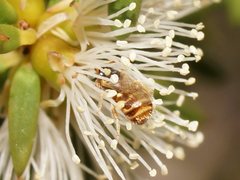Exoneurella eremophila
