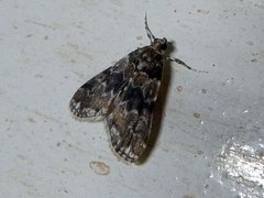 Parapoynx tenebralis