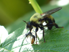 Laphria thoracica