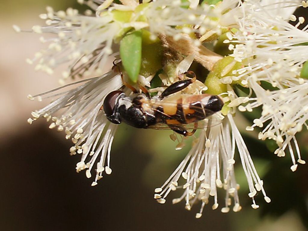 Syritta luteinervis