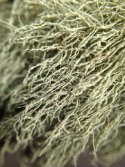 Usnea subgracilis