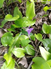 Viola brittoniana