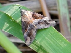 Dichromia quinqualis