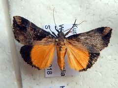 Dichromia quinqualis