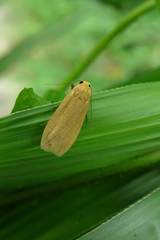 Danielithosia immaculata