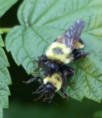 Laphria thoracica