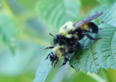 Laphria thoracica
