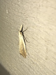 Donacaula melinellus