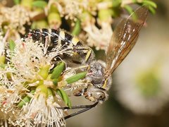 Radumeris tasmaniensis