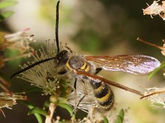 Radumeris tasmaniensis